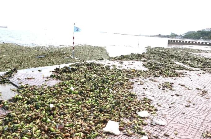 头顿前滩出现大量浮萍