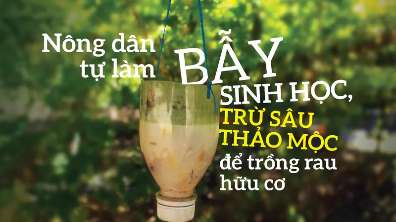 Nông dân tự làm bẫy sinh học, trừ sâu thảo mộc để trồng rau hữu cơ