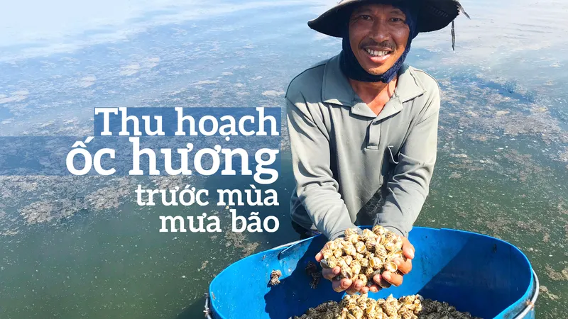 Thu hoạch ốc hương trước mùa mưa bão