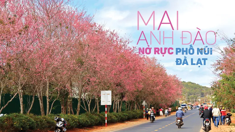 Mai anh đào nở rực phố núi Đà Lạt