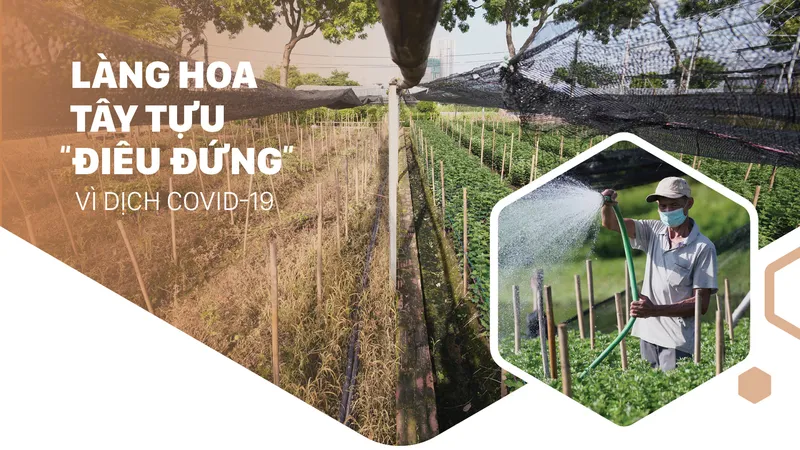 Làng hoa Tây Tựu “điêu đứng” vì dịch Covid-19