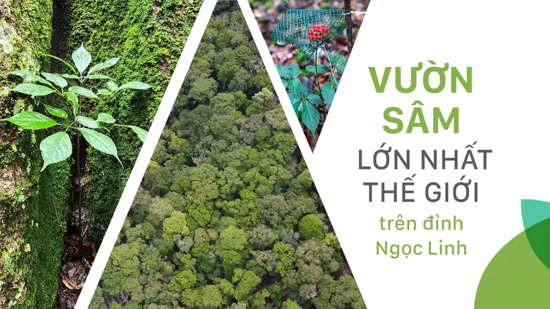 Vườn sâm lớn nhất thế giới trên đỉnh Ngọc Linh