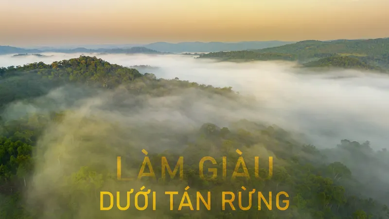 Làm giàu dưới tán rừng - Bài 2: Biến tiềm năng thành hiện thực