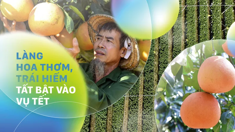 Hoa Đông Cương, bưởi Luận Văn tất bật vào vụ Tết