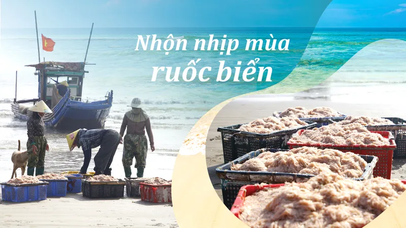 Nhộn nhịp mùa ruốc biển 