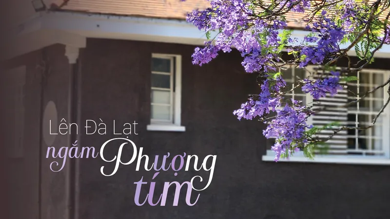 Lên Đà Lạt ngắm Phượng tím
