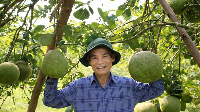 Veteran turns war-torn land into thriving orchard