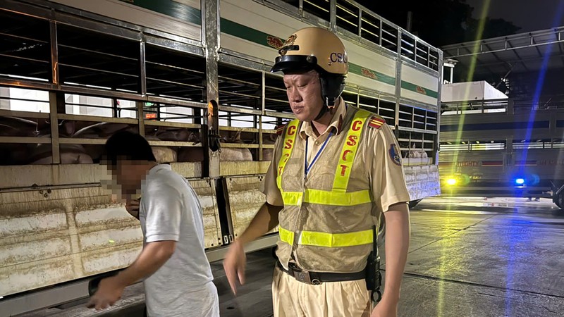 HCMC police intercept two trucks carrying more than 200 Salbutamol-positive pigs