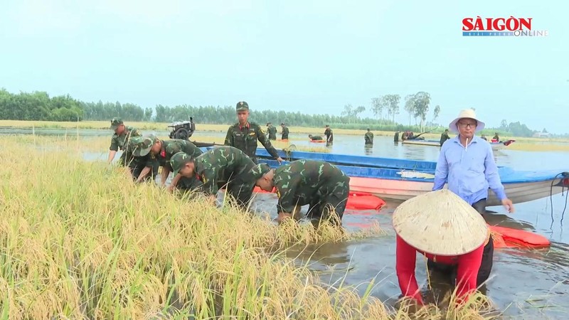 Military troops wade through floodwaters rescuing ripe rice harvests in Tay Ninh