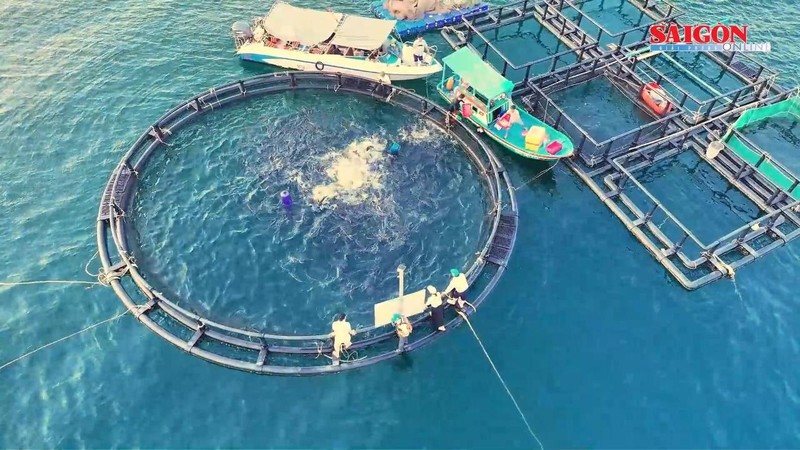 Coastal cooperatives adopt HDPE technology to boost marine aquaculture yields