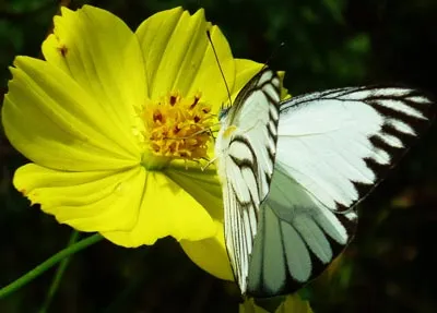 Chùm thơ Xuân 2012