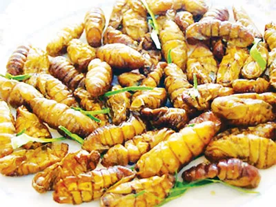 Tuyệt lắm, đuông dừa ơi!