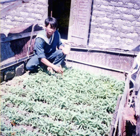 Trồng rau ở Trường Sa