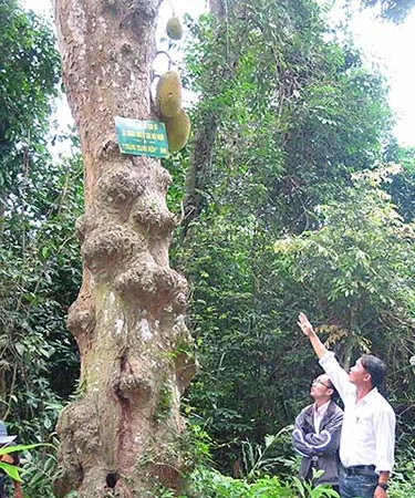 Cánh đồng Cô Hầu