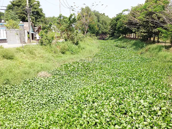 Lục bình bịt kín dòng chảy