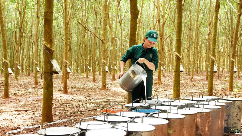 Tập đoàn Công nghiệp Cao su Việt Nam phấn đấu doanh thu đạt 33.799 tỷ đồng