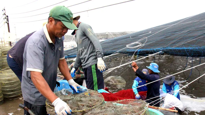 Giá tôm thẻ chân trắng tăng thêm 80.000 – 100.000 đồng/kg so với cùng kỳ