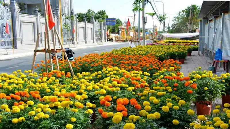 Sắc vàng, hồng, tím của chợ hoa tết xã Cần Giờ, như tô điểm cho mùa xuân ở vùng biển TPHCM