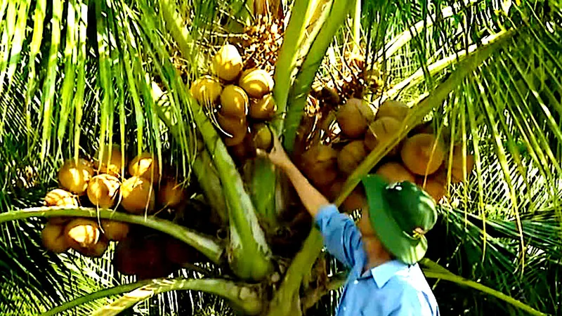 Giá dừa tươi tăng cao, thương lái ráo riết tìm mua tận vườn