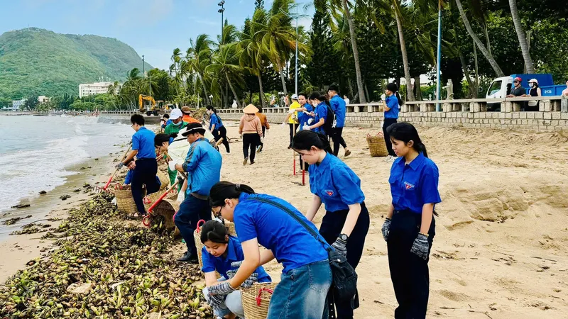 Các bạn đoàn viên ra quân thu gom lục bình dọc các bãi biển thuộc phường Vũng Tàu