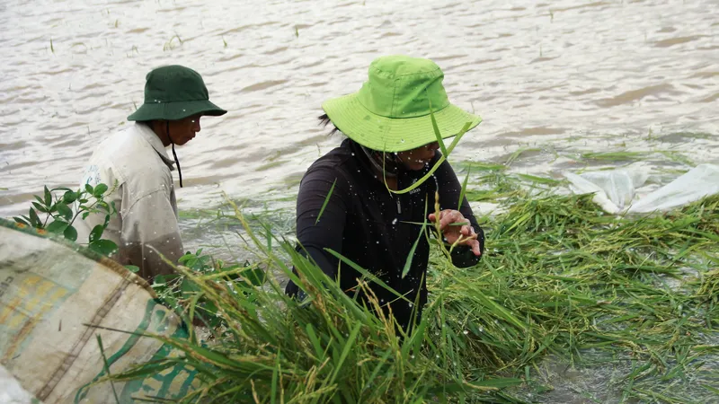 Đắk Lắk: Gồng mình đắp đê cứu hơn 1.000ha lúa
