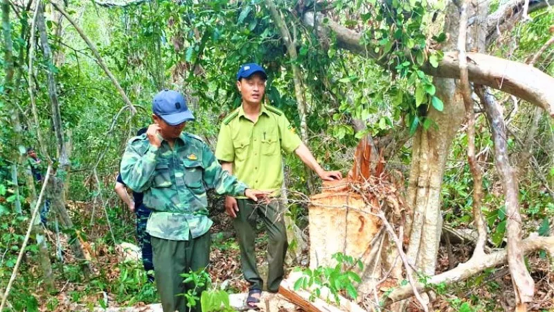Bắt Trạm trưởng Trạm Kiểm lâm nhận 35 triệu đồng để lâm tặc phá rừng
