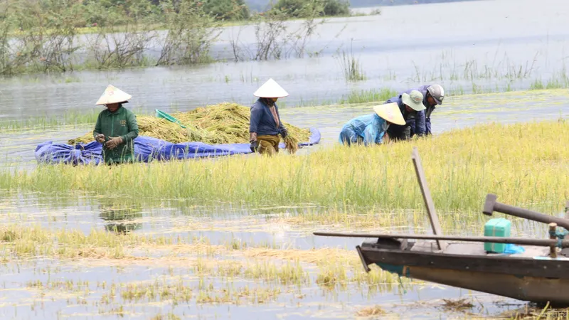 Đắk Lắk: Người dân “chạy đua” với nước lũ để cứu lúa