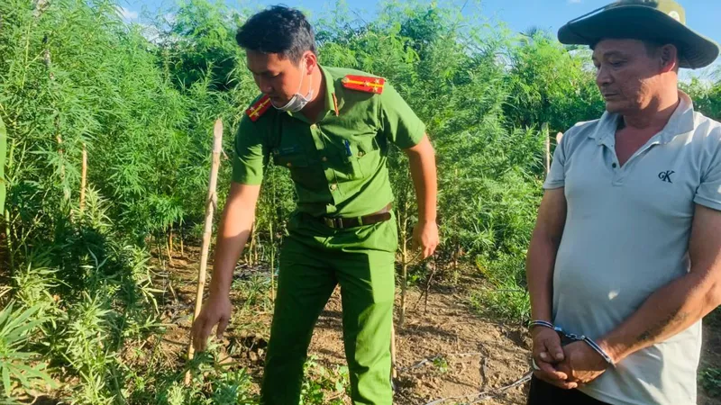 Bắt đối tượng trồng gần 700 cây cần sa trong rẫy
