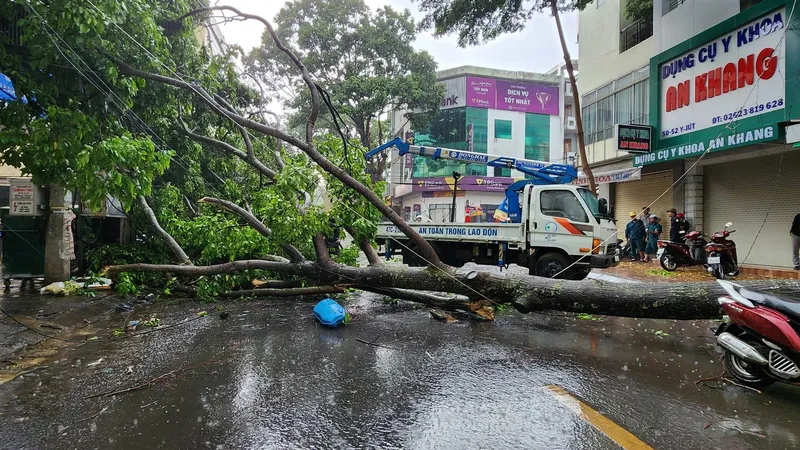  Cây cổ thụ bật gốc, đè người đi đường nguy kịch