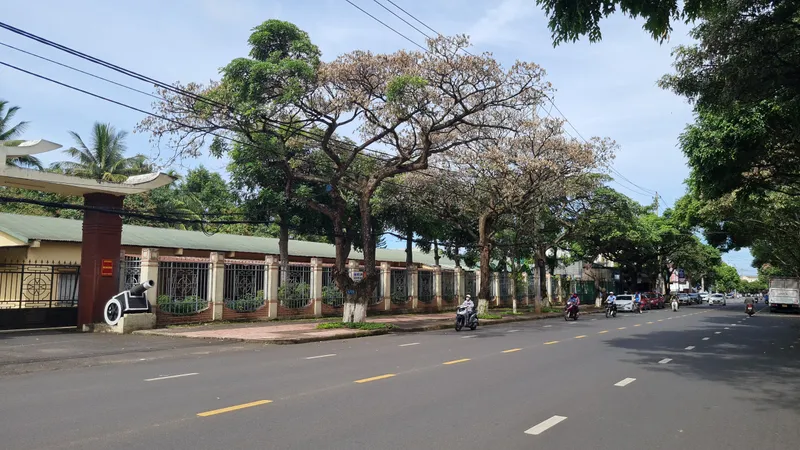 Hàng loạt cây hoa sữa trên các tuyến phố ở Đắk Lắk chết bất thường