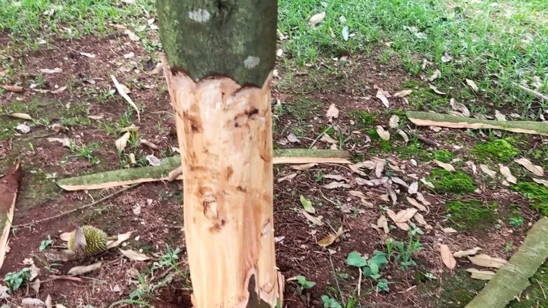 Vườn sầu riêng đang chuẩn bị thu hoạch bị kẻ gian phá hoại