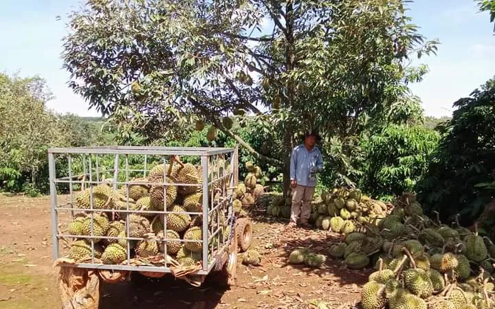 Dông lốc làm rụng hàng chục tấn sầu riêng của người dân