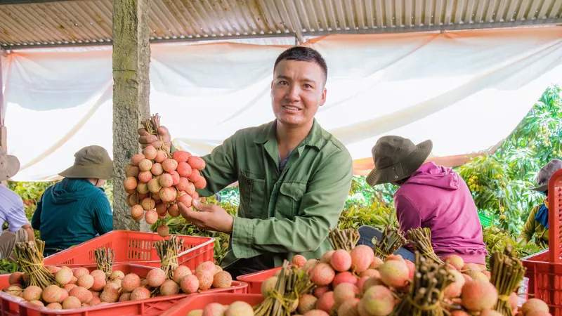 Mùa vải ngọt ở Tây Nguyên