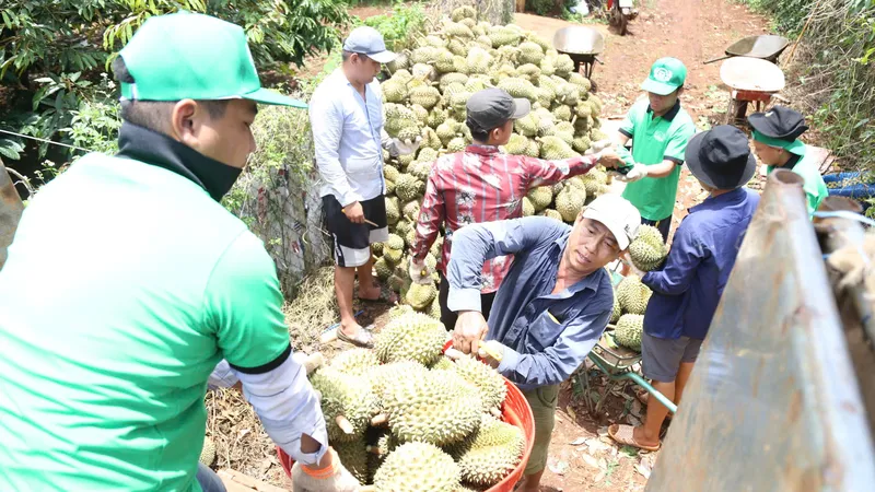 Tìm giải pháp phát triển bền vững cho ngành hàng sầu riêng