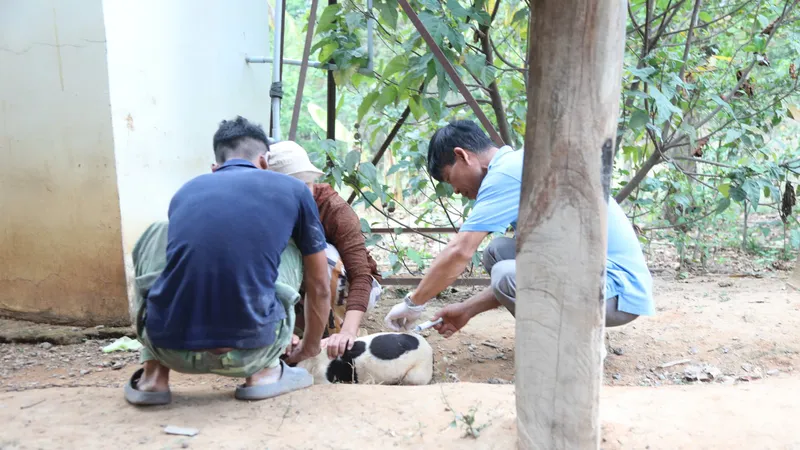 ​Đắk Lắk: Khẩn trương tiêm phòng bệnh dại 