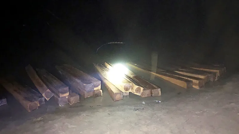  Số gỗ lậu bị bắt giữ