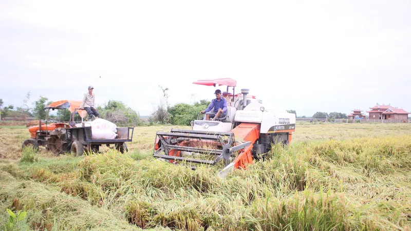 Người dân Quảng Trị hối hả gặt lúa sau khi lũ rút. Ảnh: NGUYỄN HOÀNG
