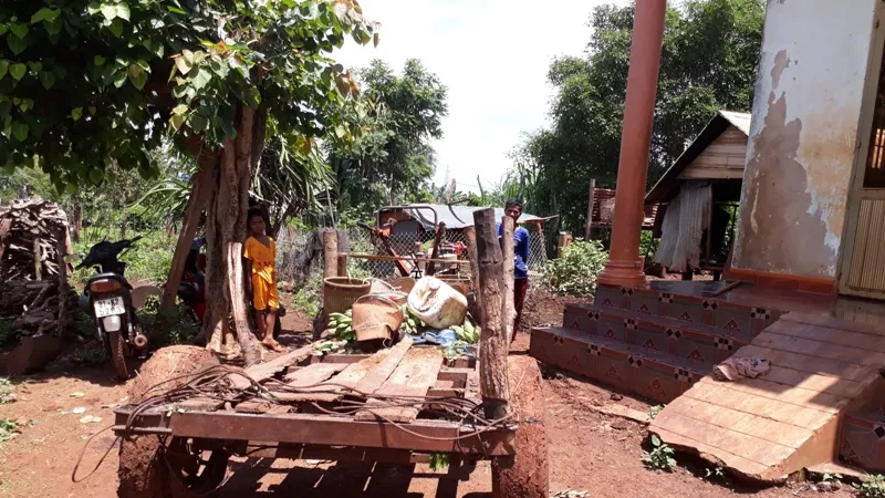 Gia Lai: Cây đổ làm 1 người chết, 4 bị thương