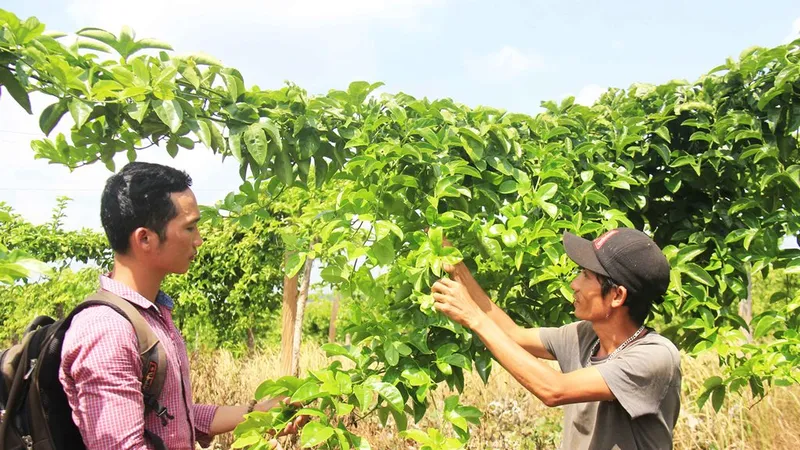 Trồng chanh dây… thu lá 