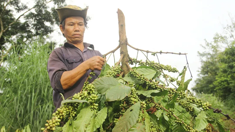 Cà phê bị chặt đứt gốc, quả mọc chi chít