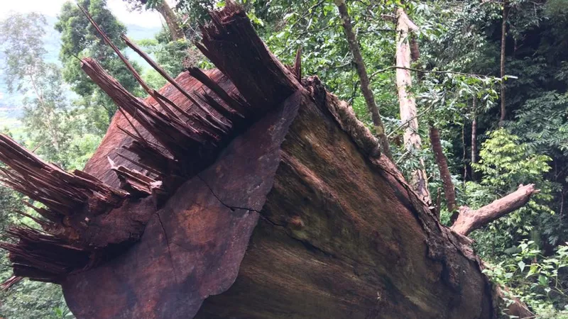 Kon Tum: Gỗ quý ở vùng biên bị đốn hạ la liệt