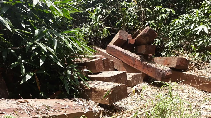 Hơn 30 khối gỗ bị phát hiện
