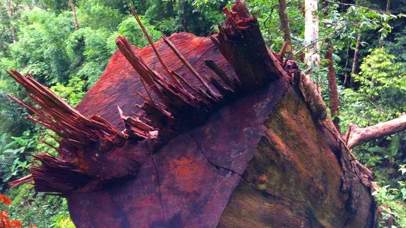 Rừng xã Đắk Long bị phá