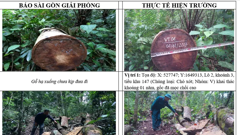 Kiểm tra, xử lý tình trạng phá rừng tại Ngọc Hồi