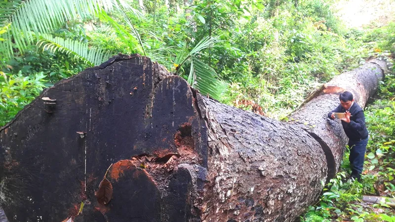 Phá nát rừng Kbang