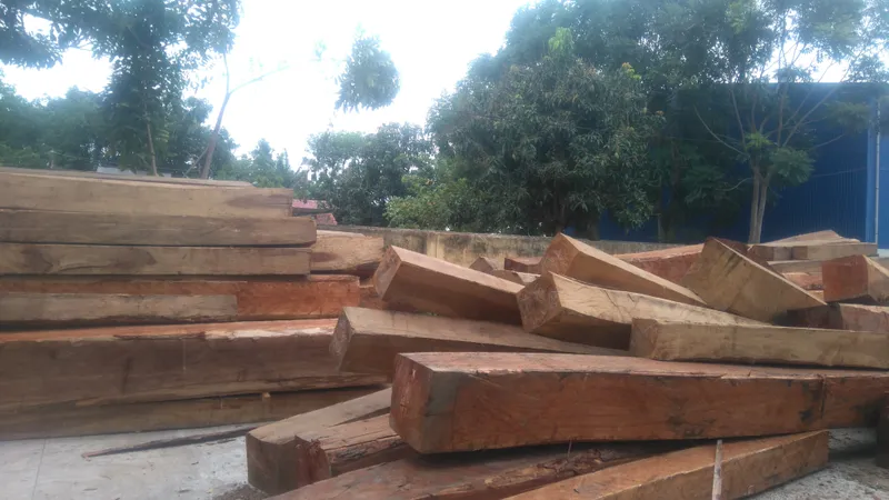 Bắt một giám đốc công ty tàng trữ hàng chục khối gỗ lậu