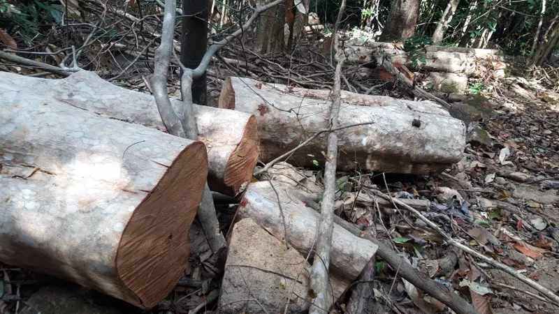 Bắt xe chở 5,8 khối gỗ lậu