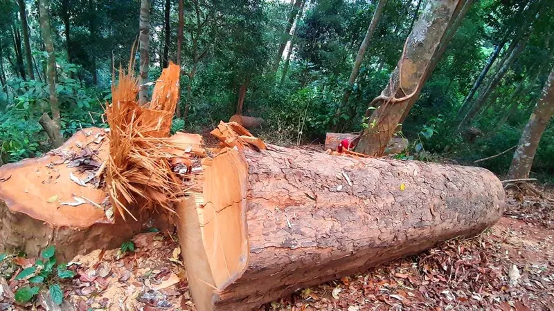 Cục Kiểm lâm vào cuộc vụ phá rừng ở Kon Tum