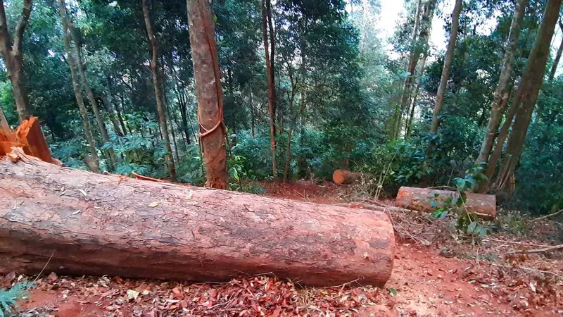 Yêu cầu kiểm điểm trách nhiệm liên quan vụ gỗ “khủng lồ” bị đốn hạ ở Kon Tum 