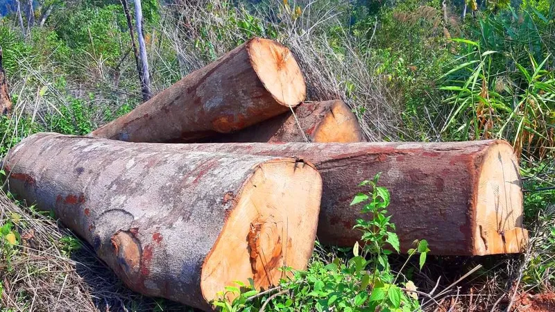 Gỗ bị chặt hạ, cất giấu trên “cổng trời” Đắk Long
